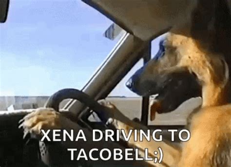 Funny Animals Dogs GIF - FunnyAnimals Dogs DogDriving - Discover ...