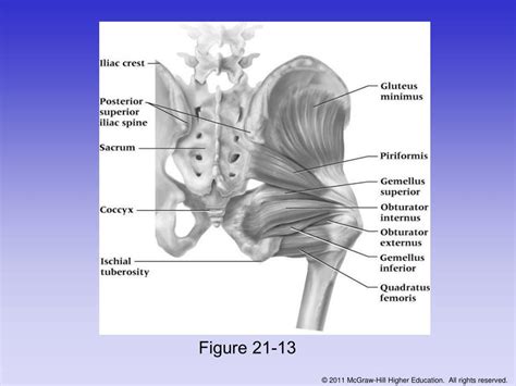 PPT Chapter 21 The Thigh Hip Groin And Pelvis PowerPoint