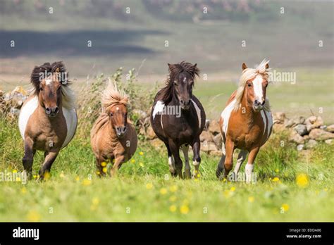 Shetland Pony Four young stallions galloping meadow Shetlands Unst ...