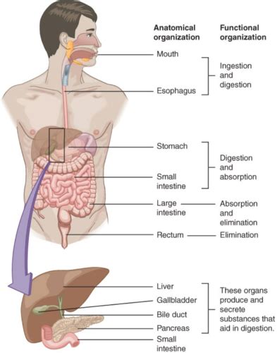 Chapter 24 Digestion Flashcards Quizlet