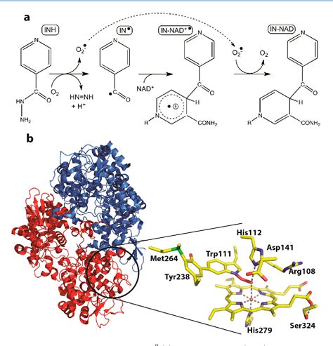 Pdf Binding Of The Antitubercular Pro Drug Isoniazid In The Heme