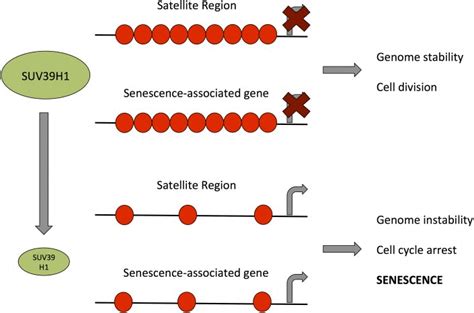 A Role For SUV39H1 Mediated H3K9 Trimethylation In The Control Of