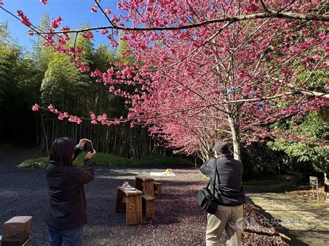 雲林草嶺櫻花祭210登場 盼打造不一樣走春旅遊 地方 中央社 Cna