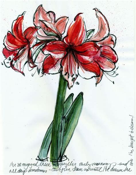 Amaryllis Flower Drawing Amaryllis Painting Flower Painting