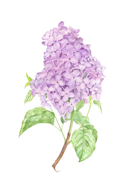 Lilac Botanical Illustration With Watercolor Lilac Painting