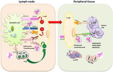 Toxins Free Full Text Immune Checkpoint Blockade In Cancer