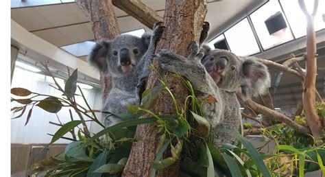 ひとりだちこぼれ話｜ブログ金沢動物園公式サイト｜公益財団法人 横浜市緑の協会