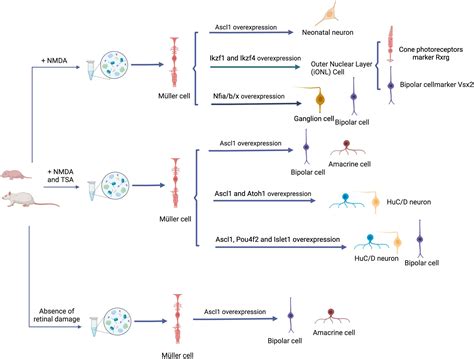 Frontiers Advances in the study of Müller glia reprogramming in mammals