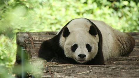 Panda breeding center in NW China welcomes three newborn cubs - CGTN