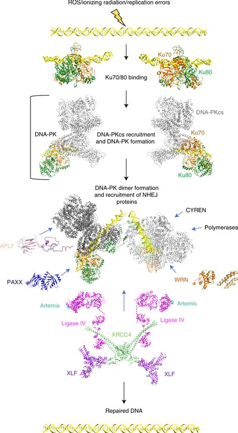 An Overall Model For Nhej A Stepwise Model Of Nhej Showing Dna In