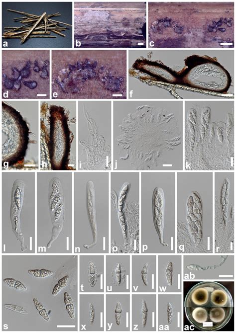 Acrocalymma Arengae Facesoffungi Number FoF 10819 Faces Of Fungi