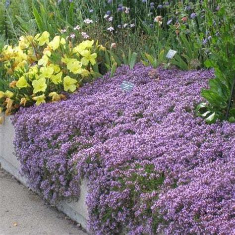 20+ Blue Ground Cover Plants | SamanthaGeorgie