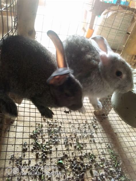 Rabbits For Sale Hybrid Exotic And Hyla Rabbits In Abeokuta South