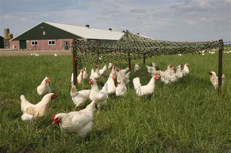 Freebirds Project Advances Organic Production Poultry World