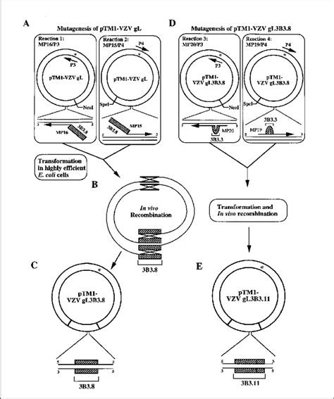 Site Specific Pcr Insertional Mutagenesis Strategy A In Separate