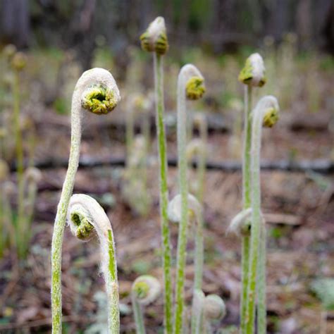 Dsc Fuzzy Fiddleheads Near Mountain Lake Sarah