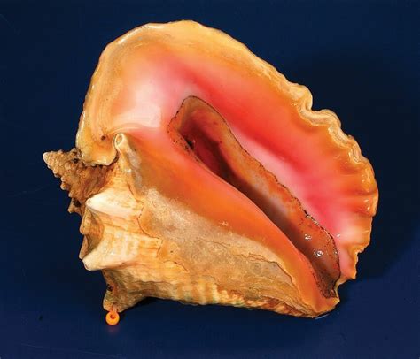 Photo Of Live Adult Queen Conch With Shell Aperture Turned Up To Reveal