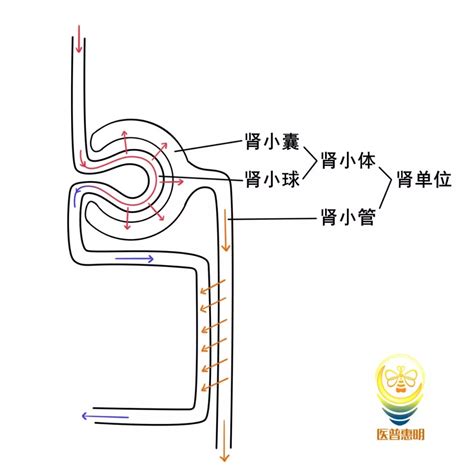 肾单位结构图 动态图库网