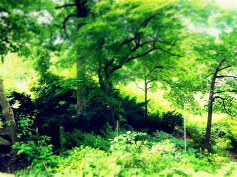 Fotos gratis árbol naturaleza rama planta prado luz de sol hoja