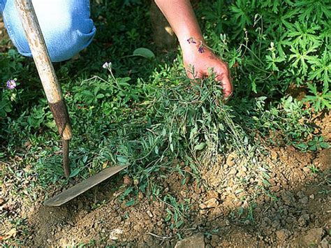 Comment se débarrasser des mauvaises herbes de son jardin Witch of