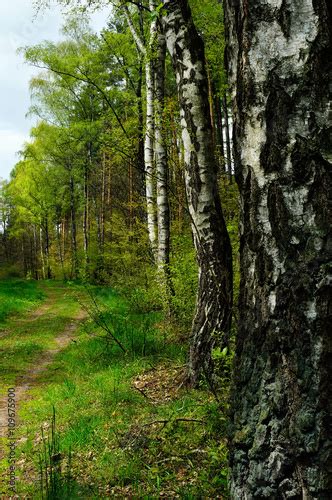 Fototapeta Drzewa Brzoza Las Dekowizja Pl