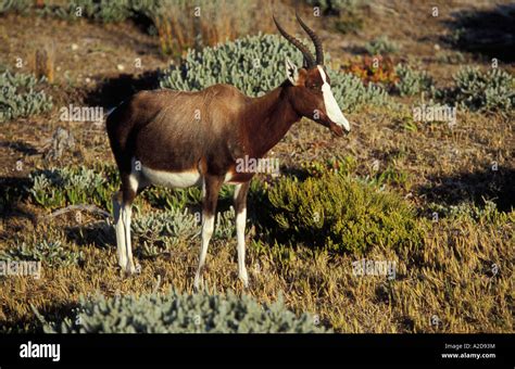 Bontebok Damaliscus Dorcas Dorcas Cape Of Good Hope Cape Peninsula