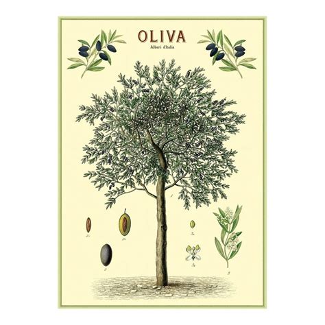 Cavallini Decorative Wrap Poster Olive Tree X Inch Italian