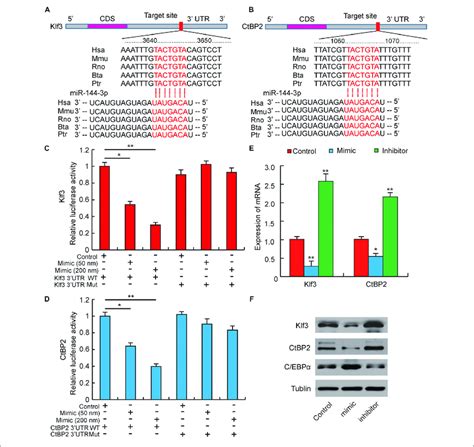 Mir P Targets The Utr Of Klf And Ctbp A Sequence