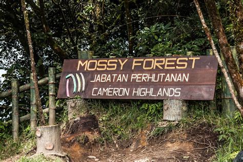 Mossy Forest Adventure 5 Reasons To Visit Cameron Highlands