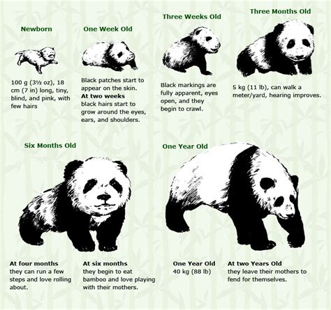 Growing Process from a Baby Panda to a Giant Panda, Baby Pandas