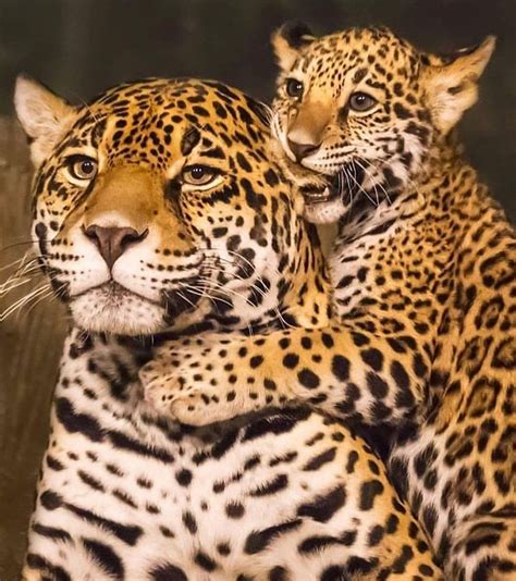 🔥 Baby leopard with mom 🔥 : NatureIsFuckingLit