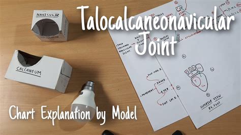 Talocalcaneonavicular Joint Part 4 Joint Chart Explanation By Model