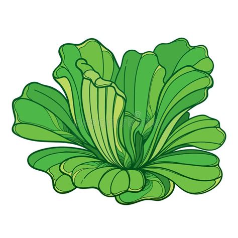 Contorno Vectorial Planta Tropical Acuática Pistia O Rosette De Lechuga