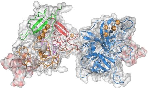 The Fibrin Binding Sites Of Tissue Plasminogen Activator The Residues