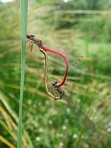 Foto gratis: capung, damselfly, ceriagrion tenellum, beberapa, serangga apareandose, kopulasi ...