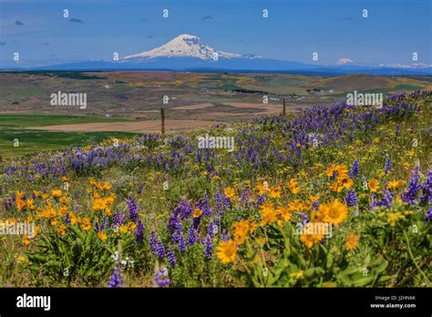 Columbia Hills State Park Dallesport Washington State Field Of