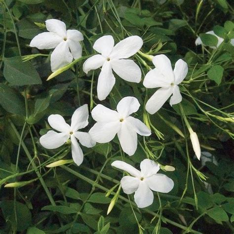 Poets Jasmine Jasminum Grandiflorum For Sale At Logee S Jasmine