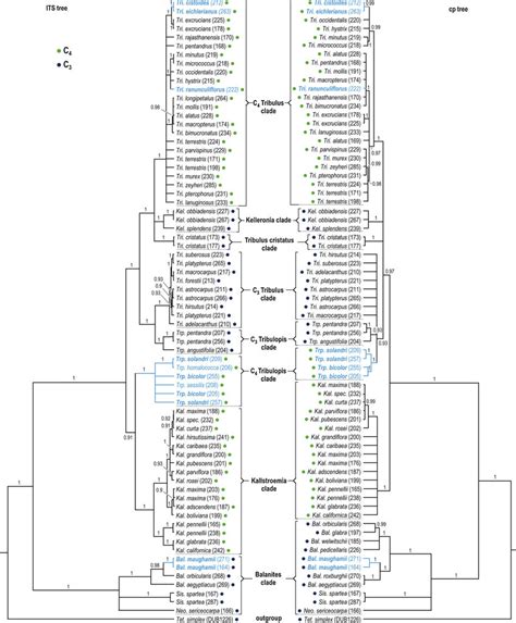 Bayesian Inference Phylogeny Of The Tribuloideae Based On Its A And