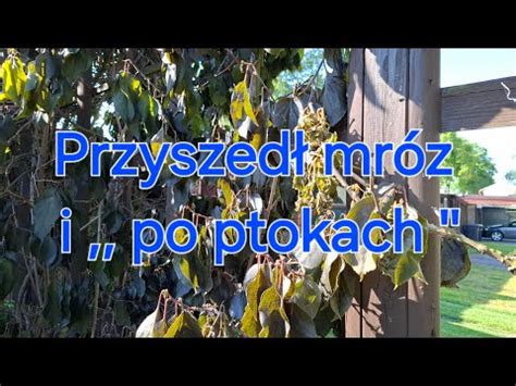 Czarny Wtorek Youtube