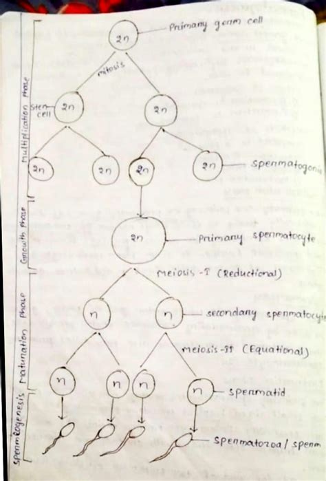 Solution Spermatogenesis Oogenesis Studypool