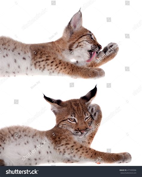 Eurasian Lynx Cub On White Stock Photo (Edit Now) 477499906