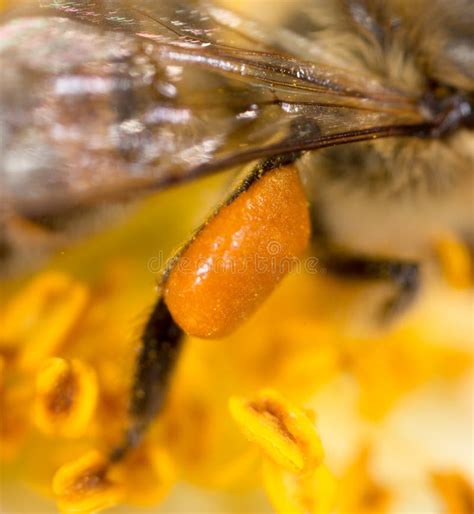 Abeille De Miel De Pollen Sur La Patte Instruction Macro Superbe Photo