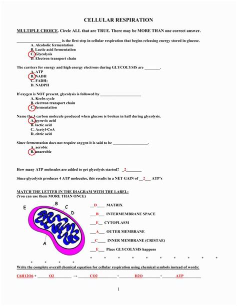 The Intricacies Of Cellular Transport Unveiling The Answer Key In Pogil