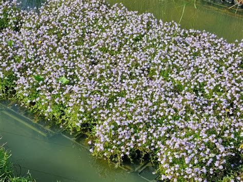 Mazus Reptans Creeping Mazus Aquatic Plants Nursery