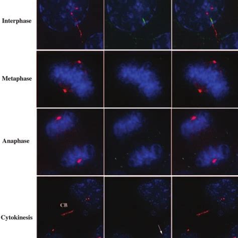 Mnek8 Is Localized To The Proximal Region Of Primary Cilia During Download Scientific Diagram