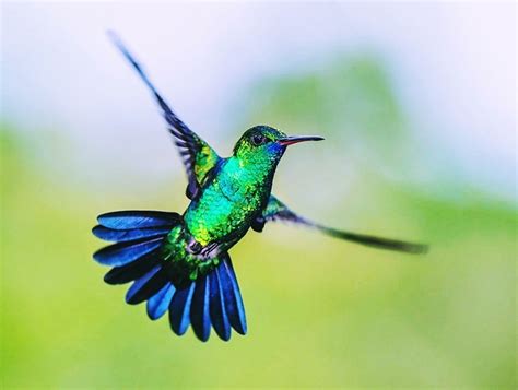 Colibrí Pájaro Vuelo Foto gratis en Pixabay Pixabay