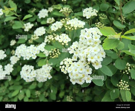 White Bush 3 Stock Photo Alamy