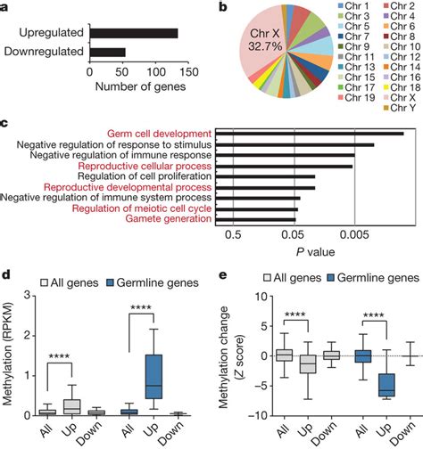 Vitamin C Induced Dna Demethylation Leads To Expression Of Germline