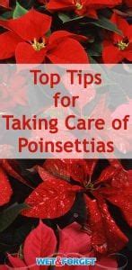 Helpful Holiday Tips for Taking Care of Poinsettias | Life's Dirty ...