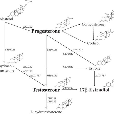 Sex Hormone Biosynthesis Conversions Are Depicted By Arrows The Download Scientific Diagram